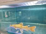Platinum Roodstaartmeerval, rtc, meerval, Dieren en Toebehoren, Vis, Zoetwatervis