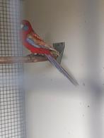 Pennant rosella man pastel, Mannelijk, Parkiet