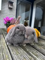 Minilop koppel (broer/zus), Dieren en Toebehoren, Konijnen, Meerdere dieren, Dwerg