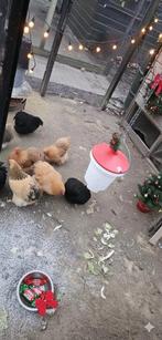 12 Mooie Cochin kriel kipjes in verschillende kleurtjes, Vrouwelijk, Kip