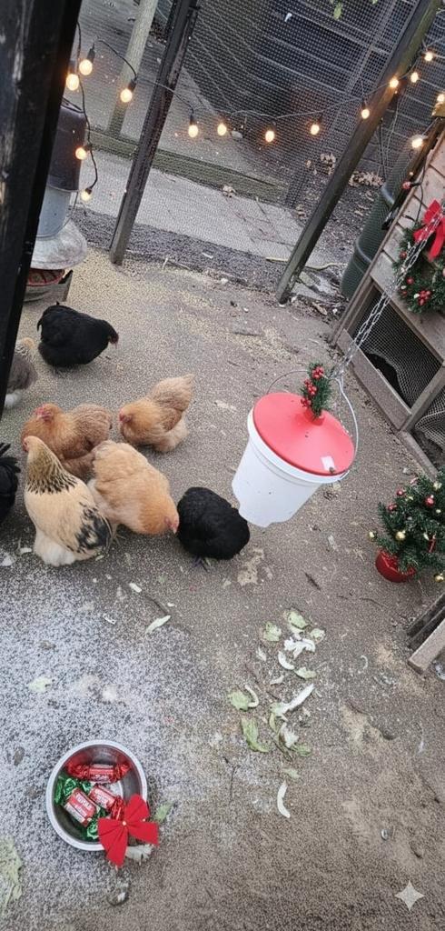 12 Mooie Cochin kriel kipjes in verschillende kleurtjes, Dieren en Toebehoren, Pluimvee, Kip, Vrouwelijk