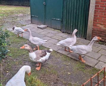 4 zuivere Frankische landgans land ganzen broed 2025

 beschikbaar voor biedingen