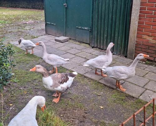 4 zuivere Frankische landgans land ganzen broed 2025, Dieren en Toebehoren, Pluimvee, Gans of Zwaan, Meerdere dieren