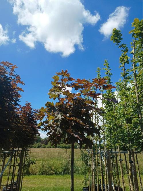Rode Bolesdoorn | Acer Crimson centry | Bolboom, Tuin en Terras, Planten | Bomen, Bolboom, 100 tot 250 cm, Halfschaduw, Bloeit niet