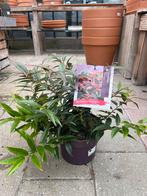 Leucothoe keiskei 'Royal Ruby' Prachtige sierheester €14,95, Tuin en Terras, Overige soorten, Vaste plant, Ophalen of Verzenden