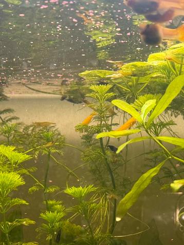 Gele en wildkleur garnalen voor het aquarium  beschikbaar voor biedingen