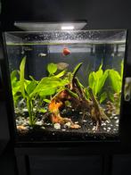 70L aquarium, zwart, Dieren en Toebehoren, Vissen | Aquaria en Toebehoren, Ophalen, Nieuw, Leeg aquarium