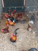 Sebright en Hollandse krielen, Dieren en Toebehoren, Pluimvee, Meerdere dieren, Kip