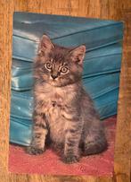Mooie grijze kitten, Verzenden, 1980 tot heden, Gelopen, Hond of Kat
