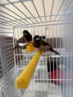 Japanse meeuwen, Dieren en Toebehoren, Vogels | Overige Vogels, Meerdere dieren