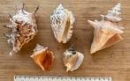 Tropische schelpen, Verzamelen, Mineralen en Fossielen, Ophalen of Verzenden, Schelp(en)