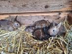 Te koop Belgische haas voedster en een aantal jongen, Meerdere dieren, Groot, 0 tot 2 jaar