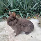 kleurdwerg, Dieren en Toebehoren, Konijnen, Vrouwelijk, Dwerg, 0 tot 2 jaar