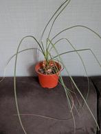 Calibanus hookeriana beaucarnea caudex bol knol, Ophalen of Verzenden, Halfschaduw, Minder dan 100 cm