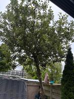appel boom gratis af te halen, Tuin en Terras, Planten | Bomen, Ophalen of Verzenden, Volle zon, Overige soorten