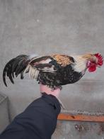 GRATIS Mooie hanen, Dieren en Toebehoren, Pluimvee, Mannelijk, Kip