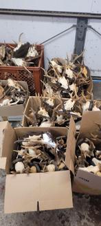 Gewei ree jacht jagen geweien Veluwe partij, Verzamelen, Dierenverzamelingen, Ophalen of Verzenden, Gebruikt, Hert, Gewei of Kop