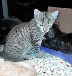 Poesje, geboren op 9 juli 25, Dieren en Toebehoren, Katten en Kittens | Raskatten | Korthaar, Poes, Ontwormd, 0 tot 2 jaar
