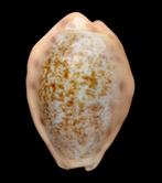Schelpen: Cypraea coloba 21,3mm (F+++/Gem) Thailand, Ophalen of Verzenden, Schelp(en)