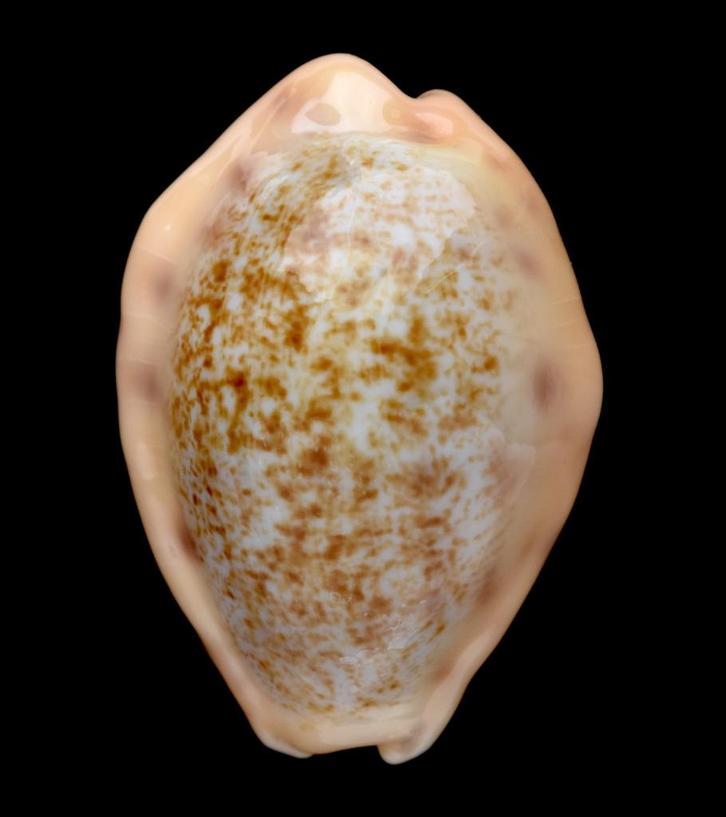 Schelpen: Cypraea coloba 21,3mm (F+++/Gem) Thailand, Verzamelen, Mineralen en Fossielen, Schelp(en), Ophalen of Verzenden