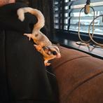 2 Sugar Gliders (inclusief kooi en toebehoren), Ophalen, Zo goed als nieuw