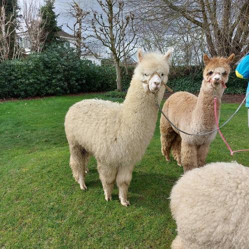 Alpaca hengstje Quick geboren 2023, Dieren en Toebehoren, Overige Dieren, Mannelijk