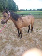 Te koop welsh pony, Dieren en Toebehoren, Merrie, L, Recreatiepaard, 11 jaar of ouder
