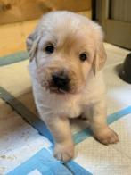 Golden retriever puppy’s, Dieren en Toebehoren, Golden retriever, Rabiës (hondsdolheid), 8 tot 15 weken, Meerdere