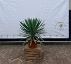 Yucca gloriosa, Ophalen, Zo goed als nieuw, Schilderij, Minder dan 50 cm