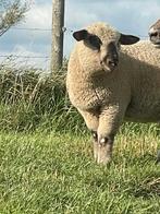 Mooie Hampshire Down en bont schaap, Dieren en Toebehoren, Vrouwelijk, Schaap
