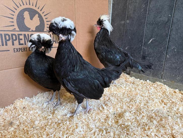 Jonge Hollandse Kuifhoen krielkippen gesekst & ingeënt, Dieren en Toebehoren, Pluimvee, Kip, Vrouwelijk