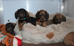 Kaninchen teckel pups, 8 tot 15 weken, Meerdere, Meerdere dieren, Ruwhaar