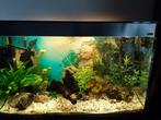 Aquarium ZEER compleet, Dieren en Toebehoren, Vissen | Aquaria en Toebehoren, Zo goed als nieuw, Ophalen, Gevuld zoetwateraquarium