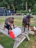 Bokjes Curry & Cooper, Dieren en Toebehoren, Schapen, Geiten en Varkens, Mannelijk, Geit, 0 tot 2 jaar