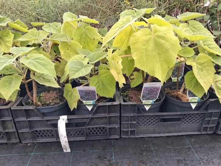Anna Paulowna boompjes! Paulownia tomentosa, snel groeiend!, Tuin en Terras, Planten | Bomen, Bolboom, Minder dan 100 cm, Halfschaduw