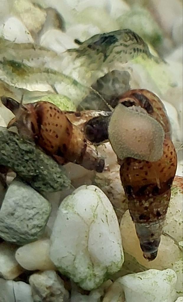 Prachtige brotia manningi( bijenslak)en garnaaltjes, Dieren en Toebehoren, Meerdere dieren, Overige soorten