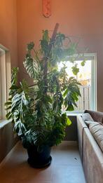 Gezonde Monstera, Huis en Inrichting, Kamerplanten, Ophalen, 200 cm of meer, Overige soorten, Halfschaduw