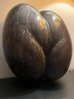 Prachtige Coco de Mer 34 cm. 2,1 kilo!, Ophalen