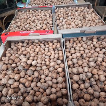 Verse Biologische Walnoten beschikbaar voor biedingen