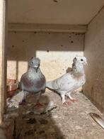 Duiven, Dieren en Toebehoren, Meerdere dieren, Overige soorten