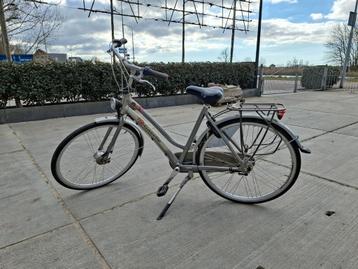 gazelle, just 4 u beschikbaar voor biedingen
