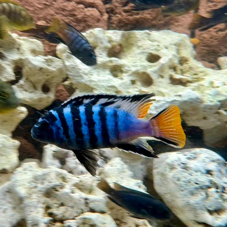 Pseudotropheus Elegans, Dieren en Toebehoren, Vissen | Aquariumvissen, Vis
