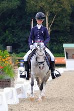 Welsh A M1 dressuur & 1 jr NRPS Palomino Hengst, Merrie