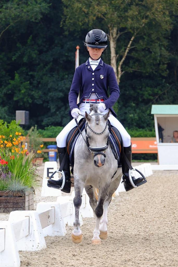 Welsh A M1 dressuur & 1 jr NRPS Palomino Hengst, Dieren en Toebehoren, Pony's, Merrie