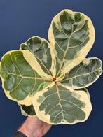 Ficus Lyrata Variegata p12 (2), Huis en Inrichting, Kamerplanten, Ophalen of Verzenden, Ficus, Halfschaduw, Minder dan 100 cm