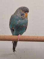 Blackface grasparkieten, Dieren en Toebehoren, Meerdere dieren, Parkiet