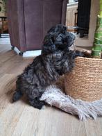 Klein blijvende maltipoo, unieke kleur., Dieren en Toebehoren, 8 tot 15 weken, Eén hond, Nederland, Particulier