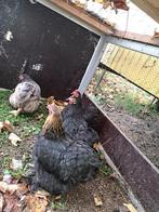 cochin kriel, Dieren en Toebehoren, Pluimvee, Vrouwelijk, Kip