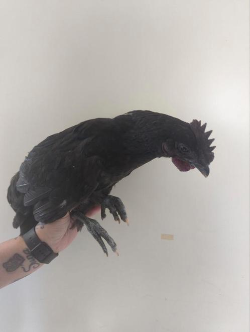 Ayam Cemani, Dieren en Toebehoren, Pluimvee, Kip, Meerdere dieren