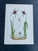 10 prenten insekten soorten spinnen 19x27 cm samen 20 euro, Ophalen of Verzenden, Natuur en Biologie